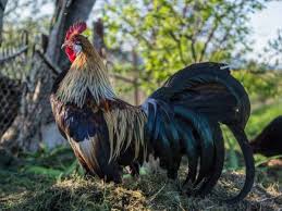 Galinhas De Phoenix Farmer