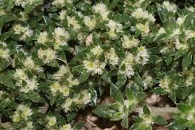 Image result for Guilleminea densa