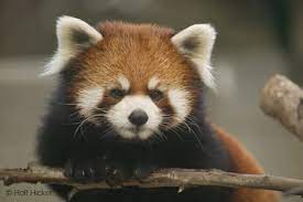 As the number of species at risk of extinction in canada continues to grow, we are taking a new approach to species recovery. Endangered Animal List Endangered Animals List Endangered Animals Cute Animals