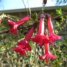 Image result for Cantua