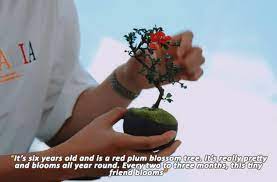 Abi Bwii Day V Twitter Namjoon S Love For Bonsai Tree Curated By Bts Namjoon Bts Be Https T Co A8vigabvnp Twitter