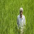 Crop Insurance product image