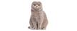 Difference Between British Shorthair And Scottish Fold