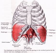All you need to know about tendonitis and muscle building. Pin On Psoas Pain