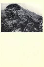 Image result for Grammitis cryptophlebia