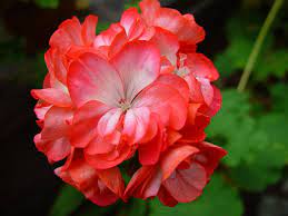 Pin On Different Kinds Of Gerainums