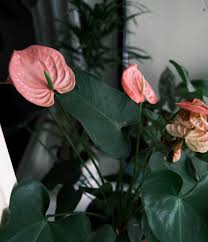 19 Fantastic Tips On How To Grow A Big Anthurium Plant