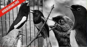 Suara burung betina's main feature is el sonido de una ave femenina para atraer y alejar. Daftar Harga Burung Lengkap Mei 2020 Hobi Burung