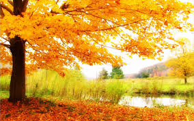 Autumn Tree Wallpaper Bladeren Kleuren Herfst