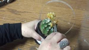 Do certin types of cactus require more or less watering if you could also provide me with a good web page on catcus care that would be great. How To Remove A Fake Strawflower From A Real Cactus Youtube