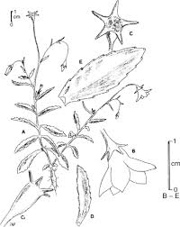 Wahlenbergia vernicosa in world checklist of selected plant. Https Ref Coastalrestorationtrust Org Nz Site Assets Files 6825 Revision Of The Genus Wahlenbergia Campanulaceae In New Zealand Pdf
