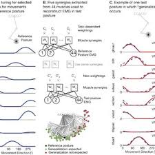 We did not find results for: Feedback Related Muscle Synergies Generalize Across Posture Human Leg Download Scientific Diagram