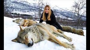 Wolves live and hunt in packs of around six to ten animals. The Largest Wolves I Ve Ever Met Youtube