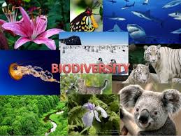 Contents 1 Introduction 2 Concept Of Biodiversity And Its Types 3 Distribution Of Biodiversity 4 Biodiversity Conservation Biodiversity Types Of Essay