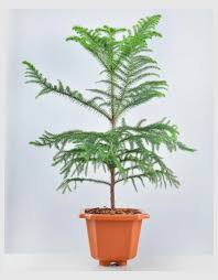 Image result for Arauk rie Araucaria