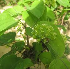 Image result for Smilax