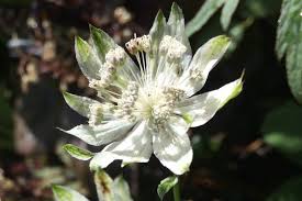 Image result for Faroa involucrata