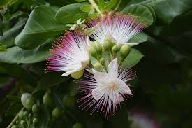 Image result for Barringtonia asiatica