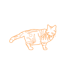 American Shorthair Cat Dimensions Drawings Dimensions Guide