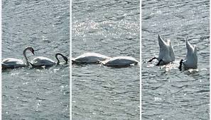 Conjuncția mai poate conecta și o parte de propoziție cu o propoziție: Cuvinte È™i Sensuri Oarecum Giratorii Doi Lei È™i O PisicuÈ›Äƒ