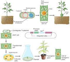 Maybe you would like to learn more about one of these? Transgenic Plants
