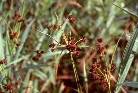 Image result for Bulbostylis atrosanguinea