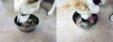 What it really came down to is a matter of preference in a few simple details. Nomnomnow Reviews Chef Cooked Fresh Dog Food 2021 Update