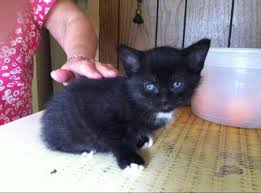 I have 3 females 2 black. Free Kittens Female Cats For Sale In Sharbot Lake Ontario Nice Pets In Canada