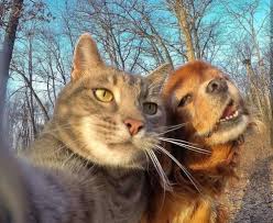 Selfie Comics Tumblr