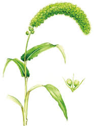 Image result for Setaria italica