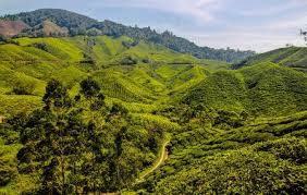 Cameron highlands tea plantation is one of cameron highlands's most renowned sites. Boh Tea Plantation Cameron Highlands Ticket Price Timings Address Triphobo