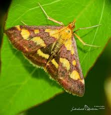Image result for Pyrausta purpuralis