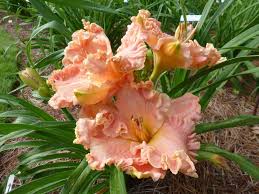 Entdecke cotton candy bei zalando. Daylily Hemerocallis Lily Farm Cotton Candy In The Daylilies Database Garden Org