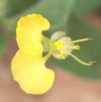 Image result for Commelina zambesica