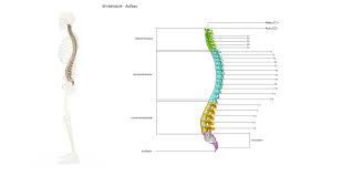 Krummer Rucken Ursachen Und Therapie Heilpraxis