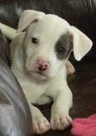 American Bullador Stella American Bull I Love Dogs American Bulldog