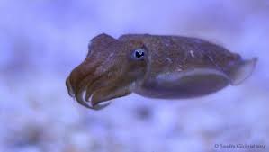 Baby Cuttlefish Animals Fish Pet Cute Animals