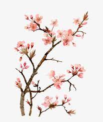 Learn how to draw the cherry blossom the right way and maximize your profit and build your clientele!click on the link to go my website to download the. Twig Drawing Cherry Blossom Japanese Cherry Blossom Flower Painting Transparent Png 700x930 Free Download On Nicepng
