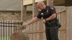 Deer befriends officer who rescued him | Fox News Video