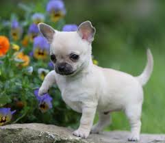 Teacup chihuahuas of the deer head variety, teacup chihuahuas of the apple head variety, long haired chihuahuas, toy chihuahuas, and even the extremely tiny variety known as micro teacup chihuahuas for sale. Small Dog Chiwawa Cheap Online
