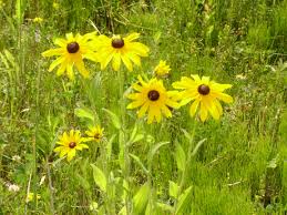 Image result for Rudbeckia hirta