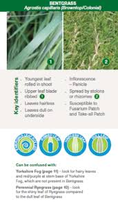 Syngenta Grass Id Guide Greencast