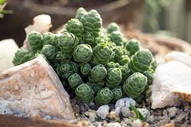 Image result for Crassula