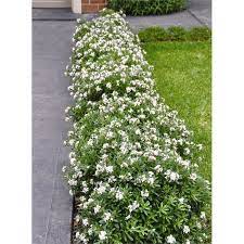 At flowering i gave t a spray of water with 10% honey from the hives down the back. 140mm Eternal Fragrance Daphne Bunnings Warehouse Hedges Landscaping Daphne Eternal Fragrance Front Garden Entrance