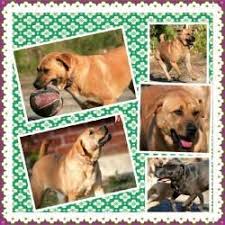 Adopt Lenox On Petfinder Dog Adoption Shepherd Mix Dog Animal Rescue