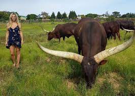 Jun 20, 2021 · wilmington, del. Top Billing Daniel Naude And President Ramaphosa Bring You The Cattle Of The Ages Facebook