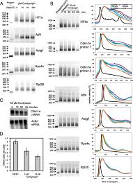 Georgian transliteration and virtual keyboard. Cordycepin Inhibits Protein Synthesis And Cell Adhesion Through Effects On Signal Transduction Journal Of Biological Chemistry