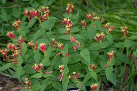 Image result for Loganiaceae