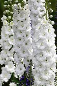 Pin On Larkspur Flower