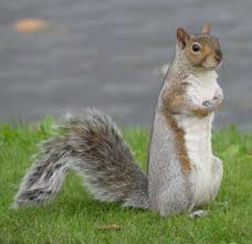 images?q=tbn:ANd9GcTXOXNSEuQHfElqrEi9CyE